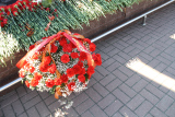 9-IMG_8776